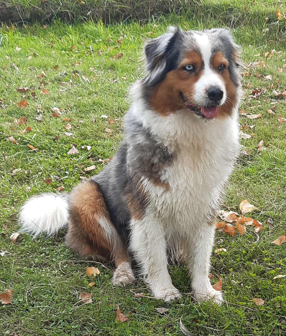 Sibelle du Feeling de Nolister