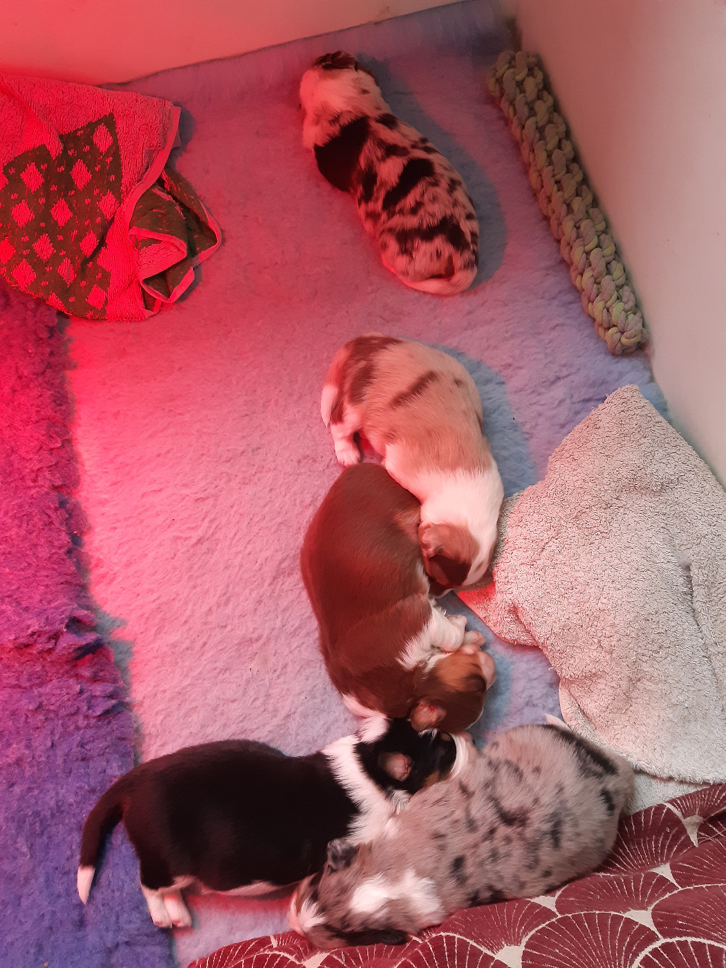 Les chiots grandissent bien!