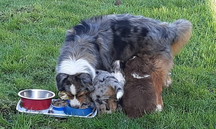 Et leur poids à 6 semaines