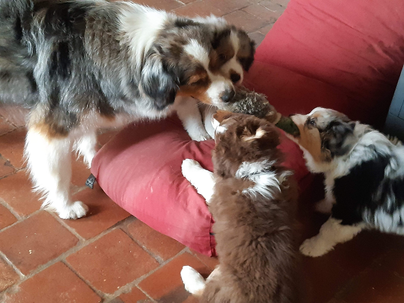 Sibelle joue avec ses chiots