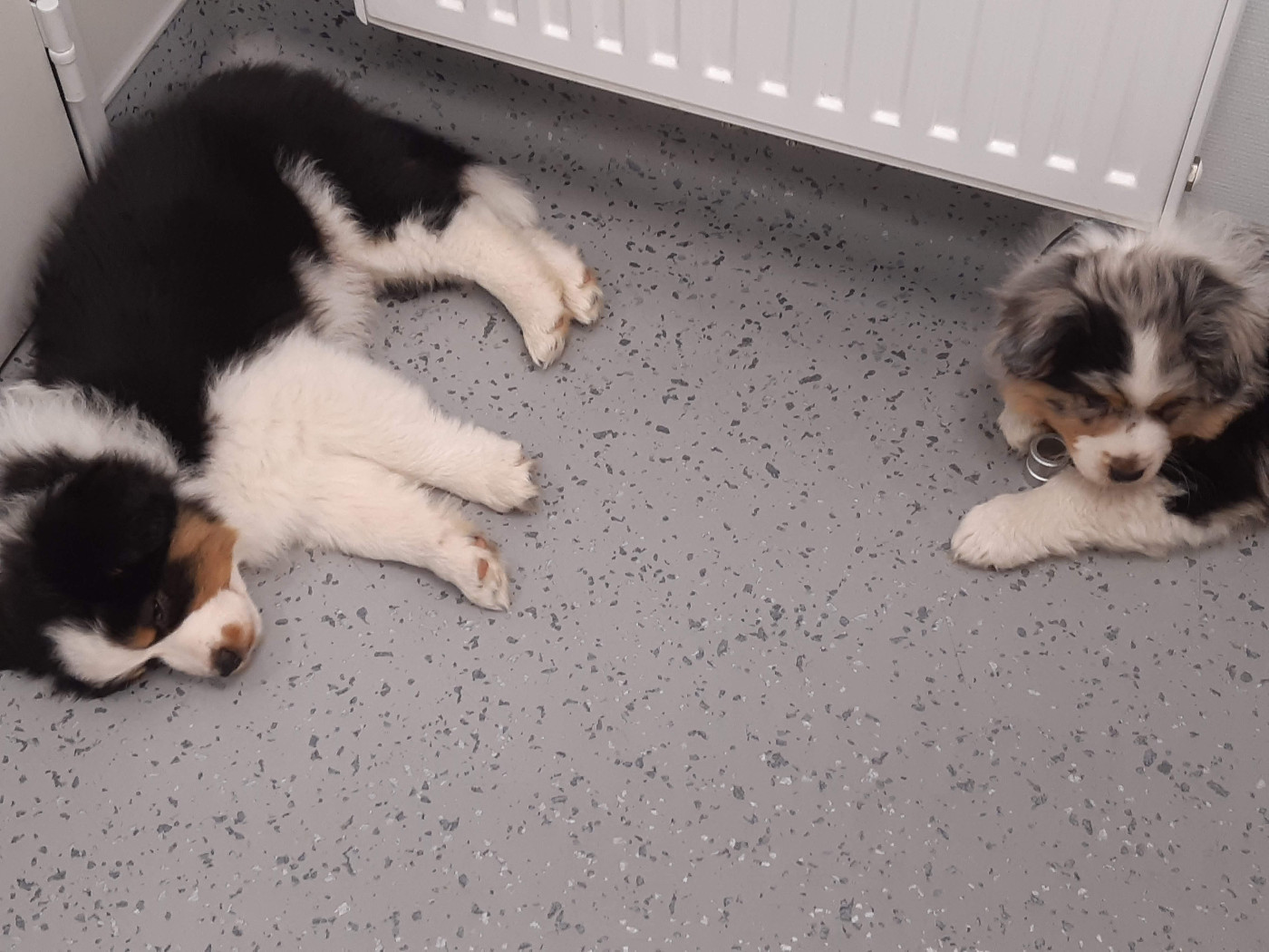 Identification, vaccination... ou sieste chez le véto?