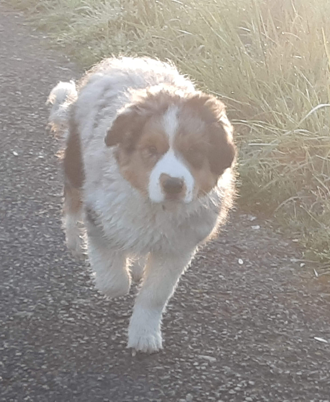 Départ des premiers chiots...