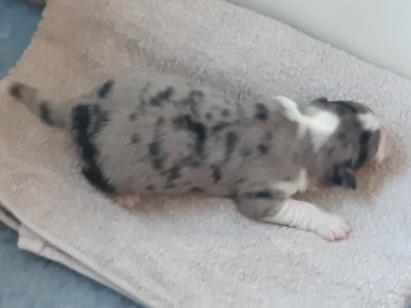 du Libre Rivage - Chiots disponibles - Berger Australien