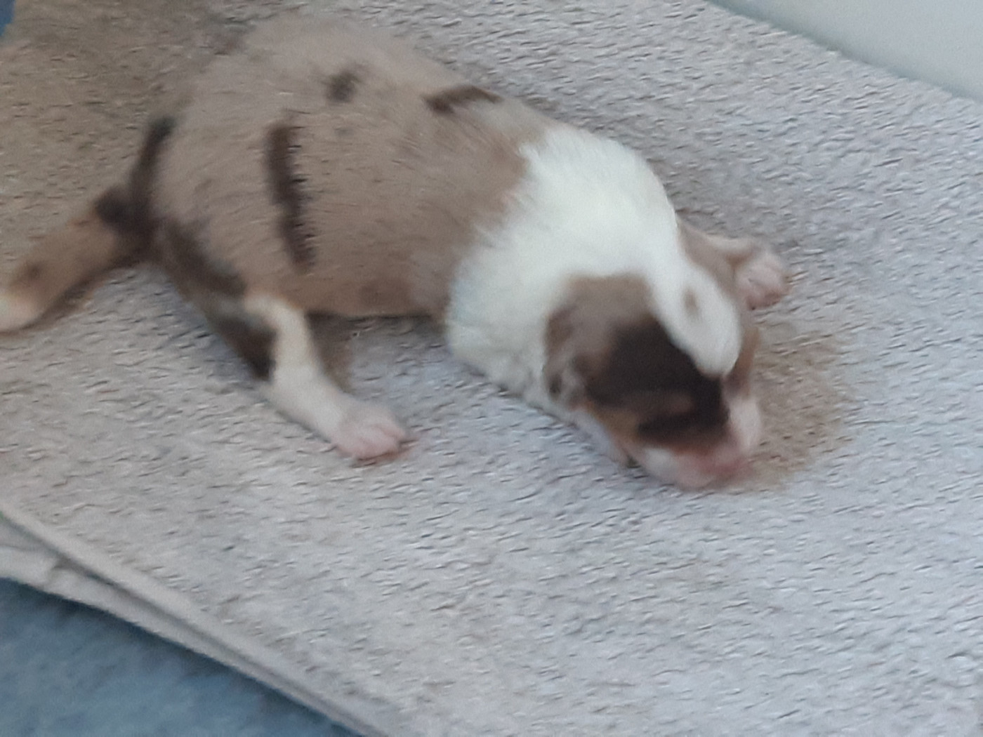 du Libre Rivage - Chiots disponibles - Berger Australien