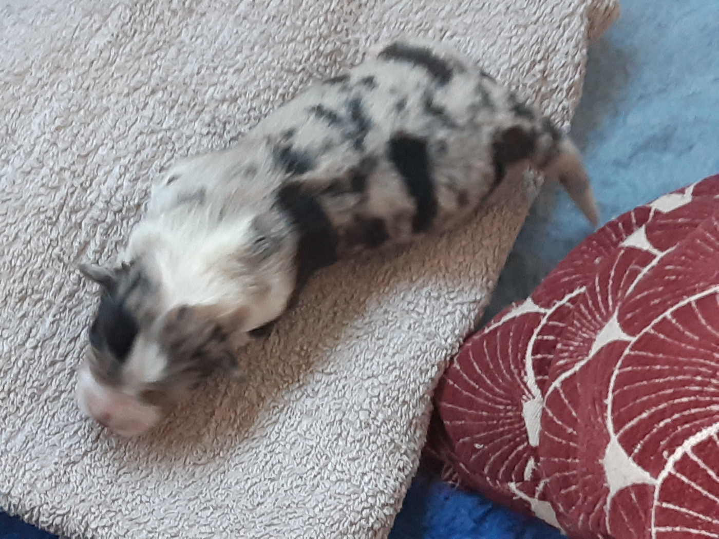 du Libre Rivage - Chiots disponibles - Berger Australien