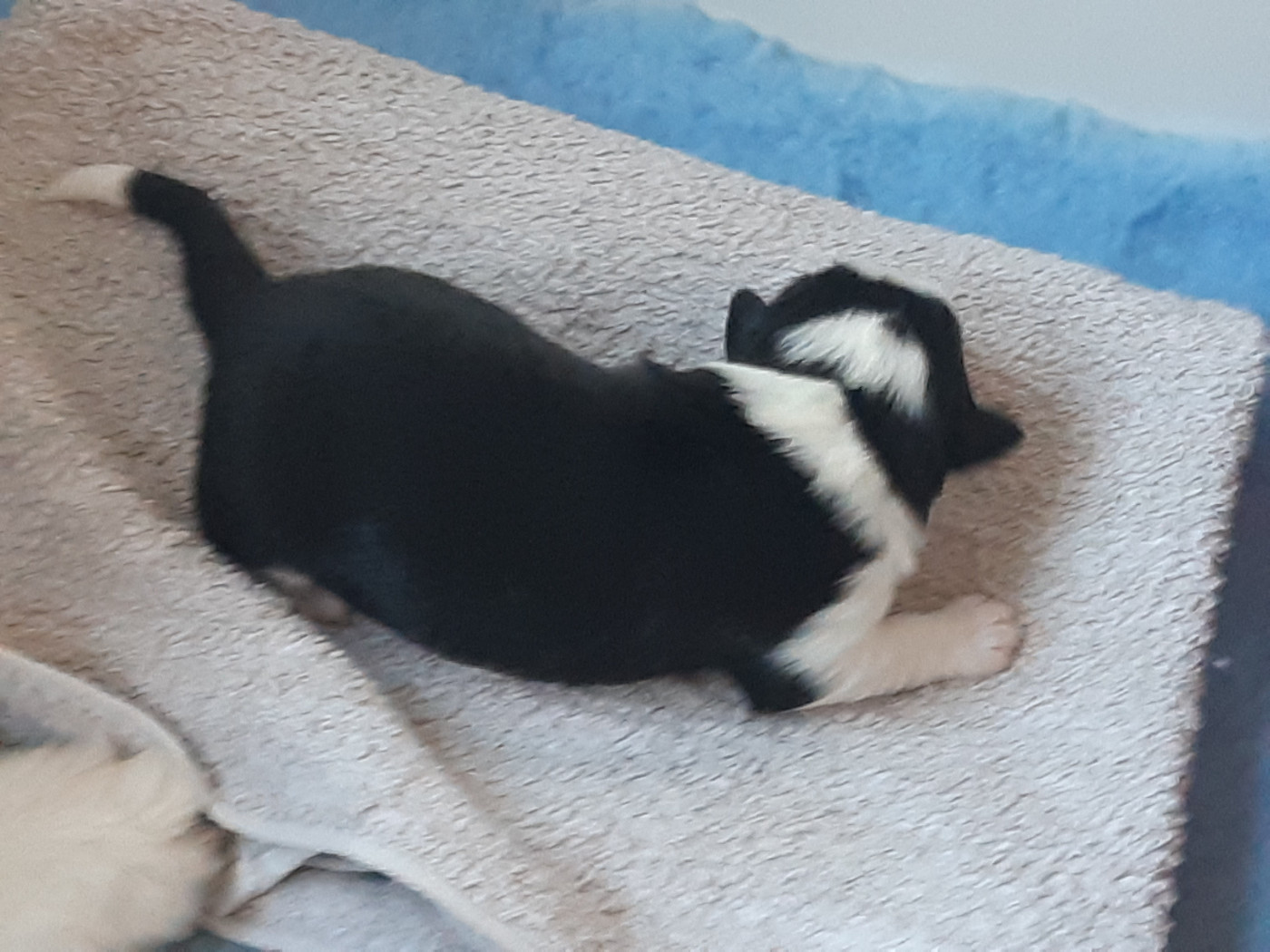 du Libre Rivage - Chiots disponibles - Berger Australien