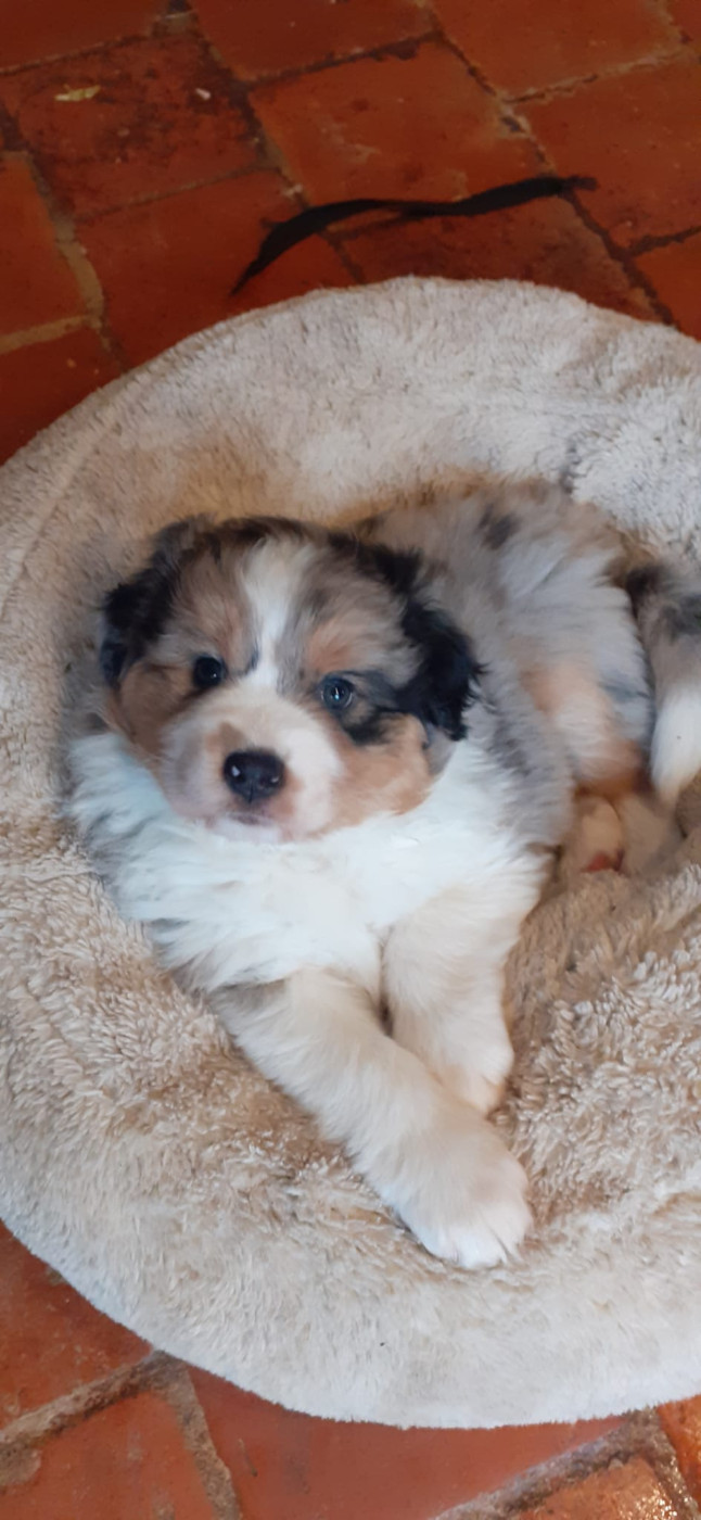 du Libre Rivage - Chiots disponibles - Berger Australien