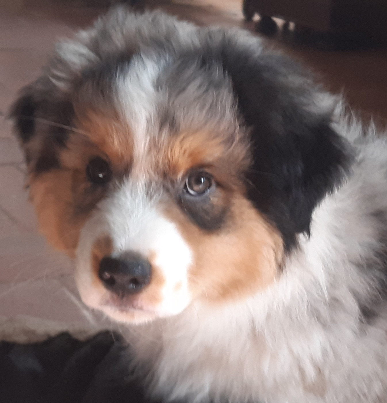 du Libre Rivage - Chiots disponibles - Berger Australien